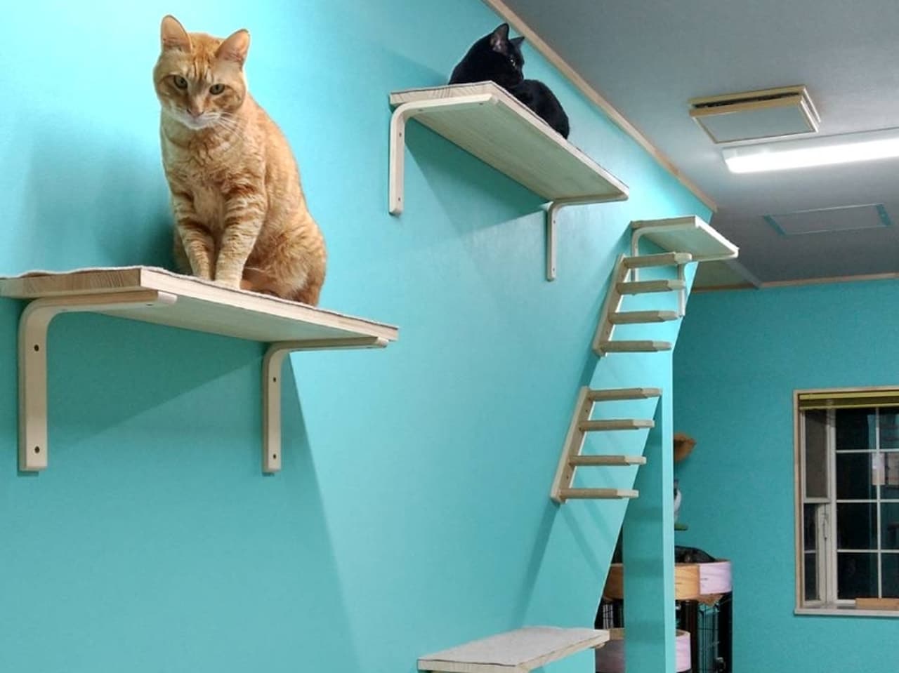 ホテル正面にネコちゃんの家があります